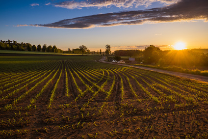 Paesaggio di campagna all'alba