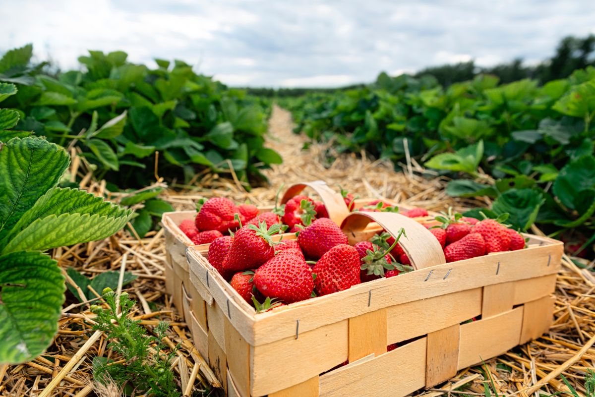 strawberry Nasaiagri