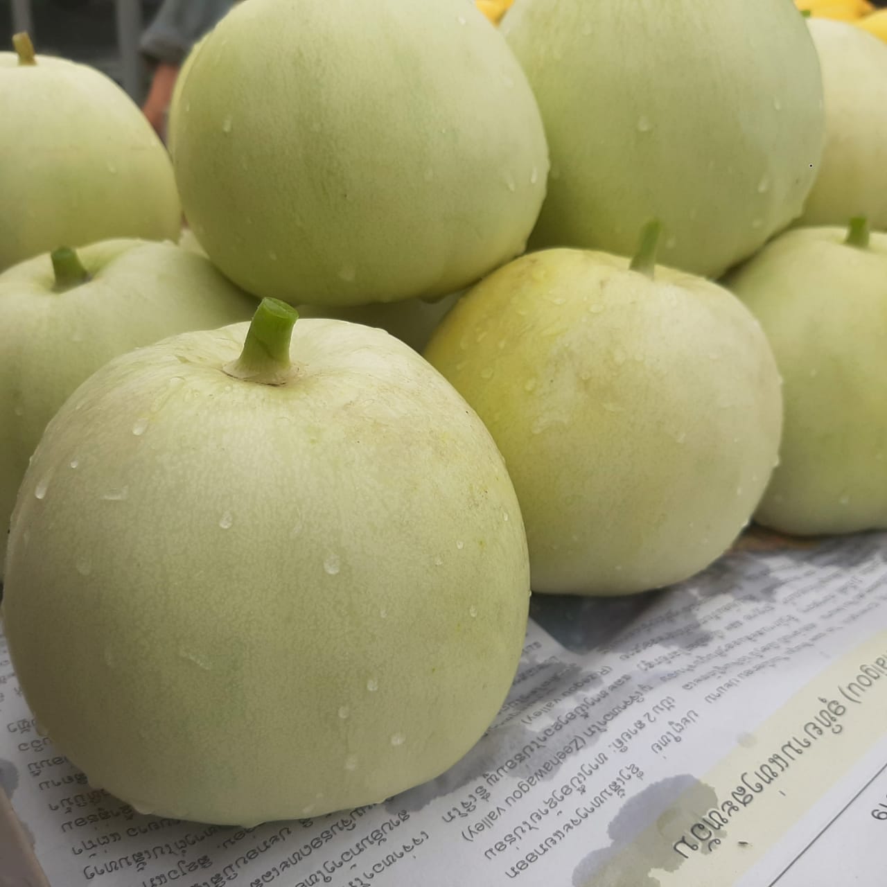Taiwan Melon